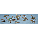 U.S. Fish and Wildlife Service logo